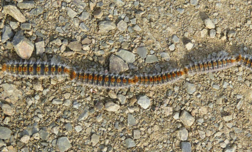 Comment se débarrasser des chenilles processionnaires dans le jardin ?