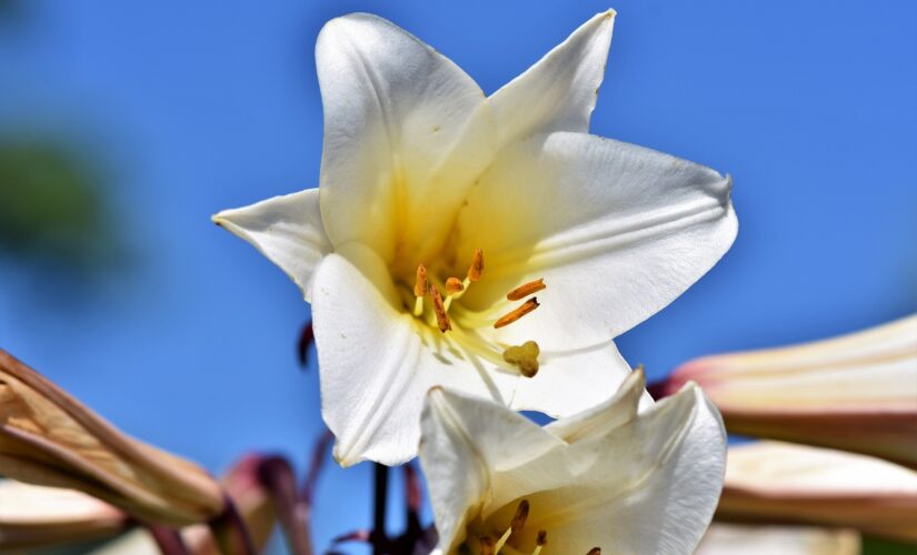 Bulbes de lys : quelle est la meilleure période pour planter ?