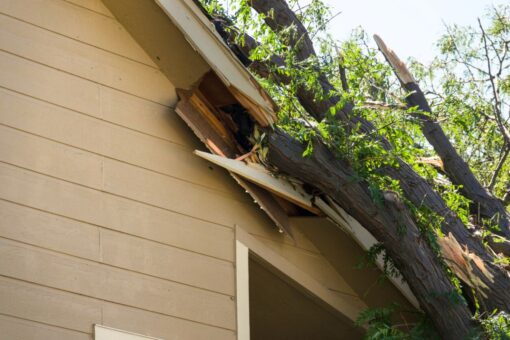 Ces arbres détruisent les maisons sans qu’on s’en rende compte — et ils sont très fréquents
