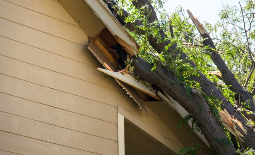 Ces arbres détruisent les maisons sans qu’on s’en rende compte — et ils sont très fréquents