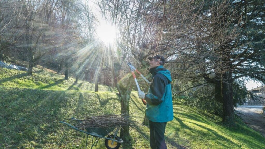 Tailler-son-arbre 